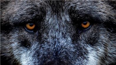 Bei einem Wolfsangriff im Kreis Stade entstand großer Schaden.
