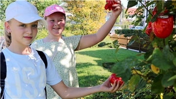 Das Foto zeigt zwei Mädchen, die rote Schweine vom Baum pflücken. 