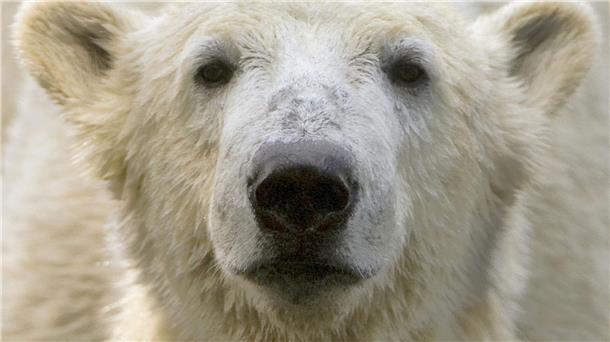 Museumsdirektor: Hype um Eisbär Knut kaum mehr spürbar Bei Eisbär Knut spielten die Besucher und Medien des Berliner Zoos lange verrückt. (Archivbild)