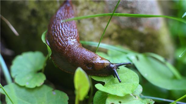 Bei Gärtnern nicht beliebt: eine Spanische Wegschnecke, auch Nacktschnecke genannt. Foto: Karl-Josef Hildenbrand/dpa