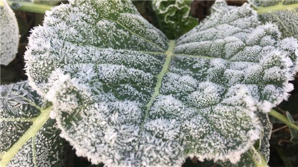 Bei kalten Temperaturen wandelt Grünkohl komplexe Kohlenhydrate in den Zellwänden zu kleineren Zuckermolekülen um.