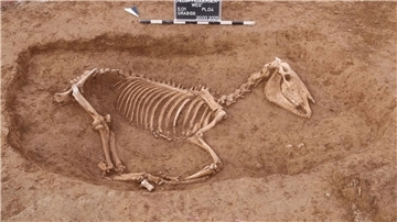 Bei Untersuchungen in Stuttgart wird ein römischer Pferdefriedhof entdeckt.