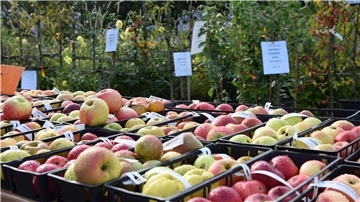 Beim Herbstmarkt wird eine große regionale Apfelvielfalt präsentiert. 
