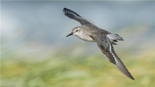 Wattenmeer in Gefahr: Wie der Verlust von Biodiversität alles verändert Ein Knutt im Flug.