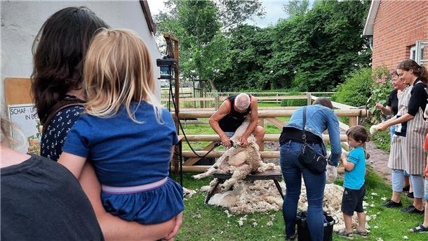 Foto vom Schaftag im vergangenen Jahr