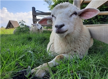 Beim Schaftag an der Moorseer Mühle können Besucher verschiedene Schafrassen kennenlernen.