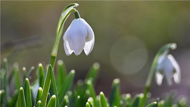 Beim Schneeglöckchen sind alle Teile der Pflanze gering giftig und können Bauchschmerzen, Erbrechen und Durchfall verursachen.

