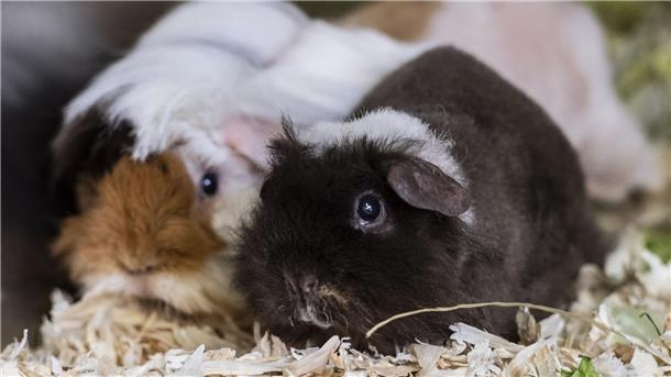 Wesermarsch: Behörde findet in Haus Hunderte vernachlässigte Meerschweinchen Zwei Meerschweinchen, die auf Streu sitzen, gucken in Richtung Kamera.