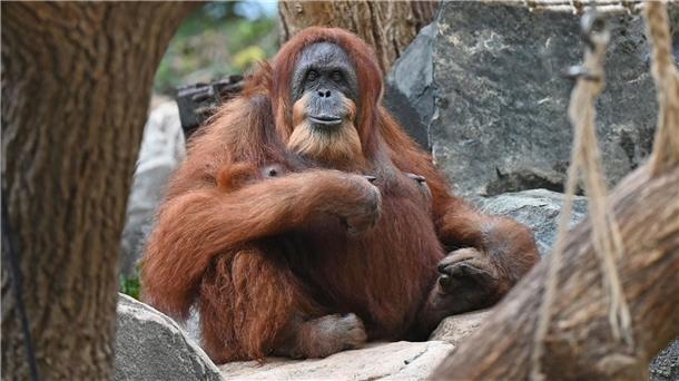 Die anderen Orang-Utans sind einfach zu schnell Bella aus dem Zoo in Hamburg gilt als ältestes Orang-Utan-Weibchen der Welt.
