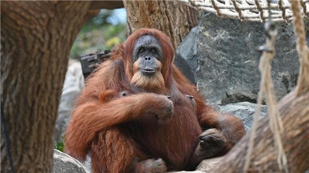 Wohl ältester Orang-Utan der Welt - Ziehsohn hält Bella fit Bella hat nur noch zwei Zähne, einen Dickkopf und liebt Bananen und Karotten.