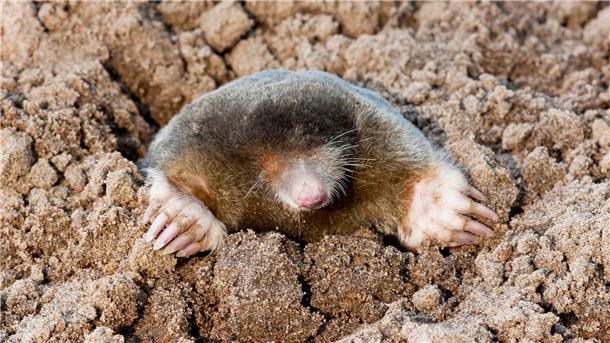 Bürger-Mithilfe gefragt: Zählaktion für Igel und Maulwürfe Beobachtungen von Maulwürfen und Igeln können vom 17. Mai bis zum 27. Mai über die Online-Plattform von Nabu-Naturgucker gemeldet werden.