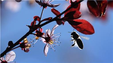 Bereits ab Temperaturen von 8 Grad Celsius begeben sich Bienen nach ihrer Winterpause im Stock auf einen ersten sogenannten Reinigungsflug.