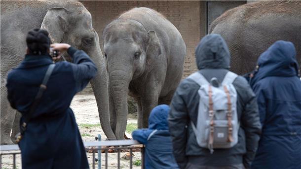 Besucher beobachten im Zoo an Heiligabend die Elefanten.