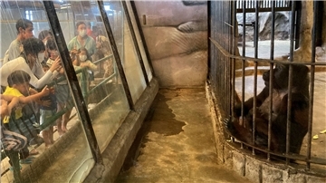 Besucher des Pata Zoo auf dem Dach eines Einkaufszentrums in Bangkok fotografieren das Gorilla-Weibchen Bua Noi. Die Primatin lebt seit mehr als 30 Jahren auf Betonboden ohne Tageslicht oder Natur.