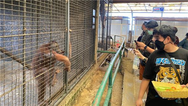 Ringen um Bua Noi – Thailands einziger Gorilla im Horror-Zoo Besucher geben einem Orang-Utan in einem Betonkäfig im Pata Zoo Früchte. Der Zoo auf dem Dach eines Einkaufszentrums in Bangkok wird auch als „Höllen-Zoo“ bezeichnet.