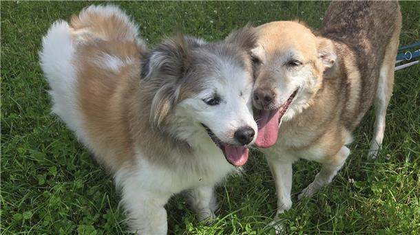 2 große,  hellbraune und freundliche Hunde auf dem Rasen