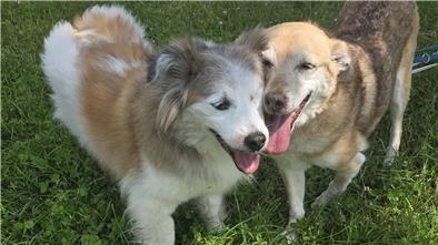 2 große,  hellbraune und freundliche Hunde auf dem Rasen
