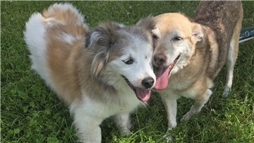 2 große,  hellbraune und freundliche Hunde auf dem Rasen