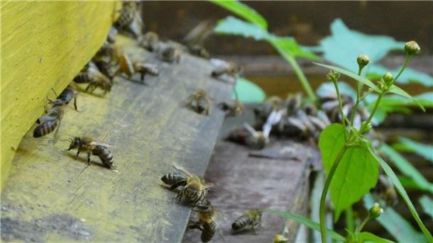 Nicht nur an Honig denken: Kritik am privaten Bienen-Boom Bienen bringen Pollen in den Bienenstock. (Archivbild)