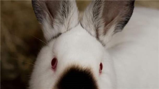Kalifornia-Kaninchen haben einen gutmütigen Charakter und sind voller Energie, das geht aus einer Pressemitteilung des Wittstedter Tierasyls „Heimatlos“ hervor. 