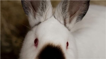 Kalifornia-Kaninchen haben einen gutmütigen Charakter und sind voller Energie, das geht aus einer Pressemitteilung des Wittstedter Tierasyls „Heimatlos“ hervor. 