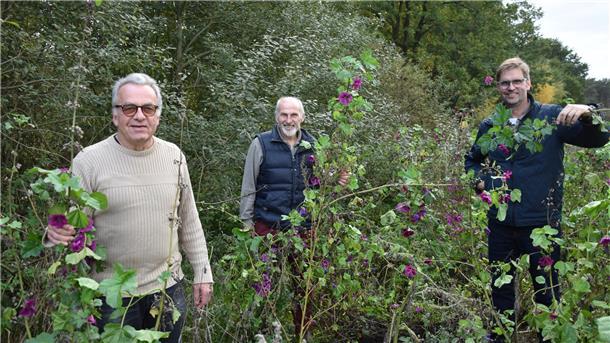 Das Foto zeigt drei Malstedter Landwirte in einem Blühstreifen. 