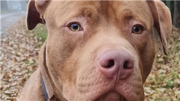 Pitbull-Mischung King sucht ein neues Zuhause