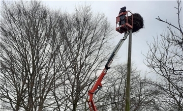 Mit einem Kran wird das Storchennest in Stotel "renoviert".