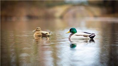 Die schwindelfreien Enten aus Bremerhaven brüten wieder