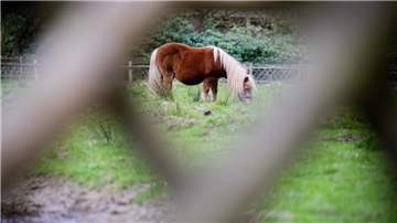 Pony im Bürgerpark