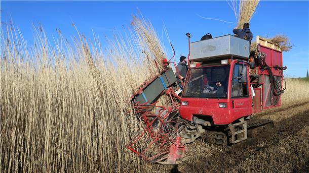 Die Reetschneider von der Weser