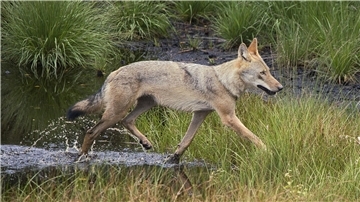 Leser fotografiert Wolf in Sommerfell bei Glinstedt