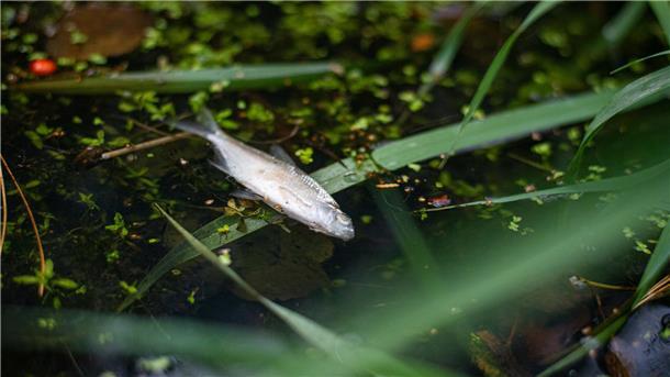Ein toter Fisch im Wasser