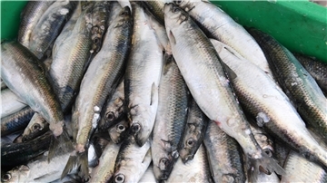 Der Brexit und die Fischerei
