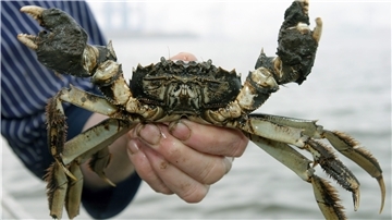 Klimawandel: Mehr Fische in der Nordsee