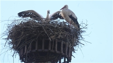 Storchennest mit zwei Storchen