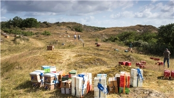 Bienen auf Baltrum
