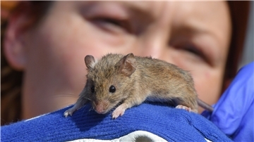Eine Maus auf einem Handschuh