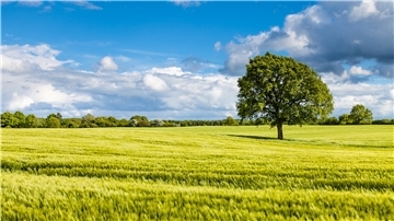 Weites Land, blauer Himmel, weite Ferne, Baum, Weide