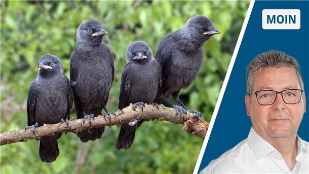 Eine Dohle als Kolibri? Rabenvögel beweisen Cleverness