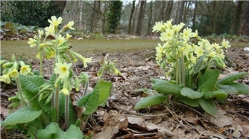 Für die einen ist es ein naturnaher Garten, für die anderen eher Wildnis. 