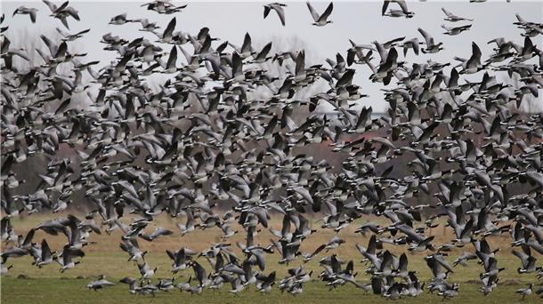 Schäden durch Gänse - Bauern sollen Geld bekommen