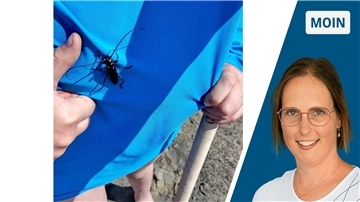 Ein großer Käfer sitzt auf einem T-Shirt, zum Größenvergleich ist ein Kinderdaumen daneben erkennbar.