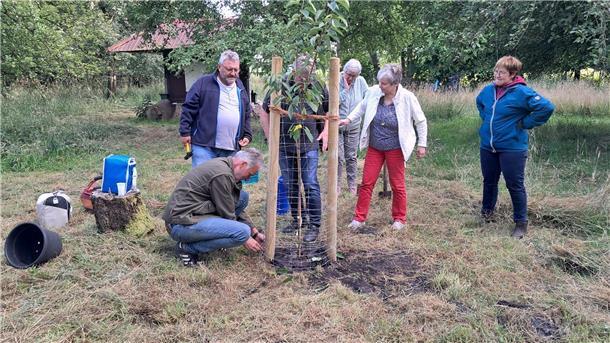 Männer und Frauen pflanzen einen Baum