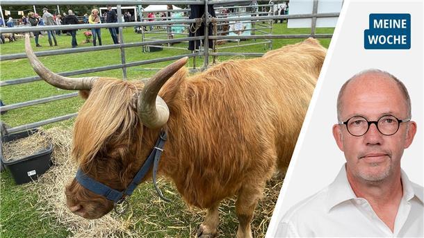 Tierisches in Butjadingen und ein großes Geheimnis in Nordenham Highland-Rind mit großen Hörnern auf der Tierschau in Nordenham.