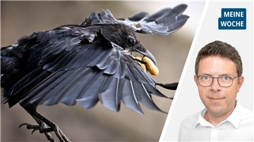 Die Collage zeigt links eine Krähe und rechts Redakteur Timo Kühnemuth.