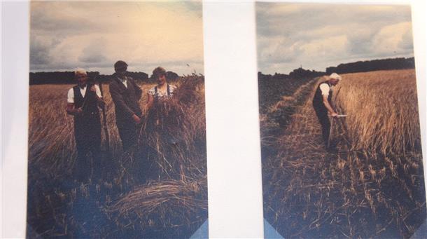 Die Collage zeigt zwei alte Fotos der Getreideernte. Links stehen zwei Männer und eine Frau und posieren für die Kamera, rechts ist ein Mann mit der Sense bei der Ernte zu sehen.