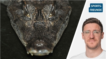 Alligator