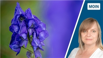 Eine Pflanze mit blauen Blättern ist zu sehen, ebenso wie die Autorin der Glosse. 
