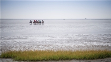 Reiter durchqueren das Wattenmeer.